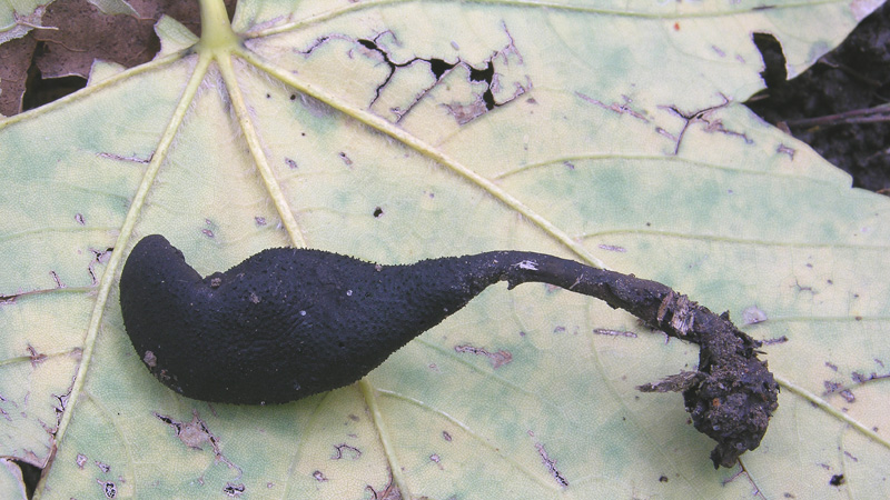 Xylaria longipes